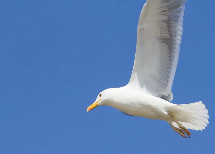 Jantar Drzymaly Lejlighed *