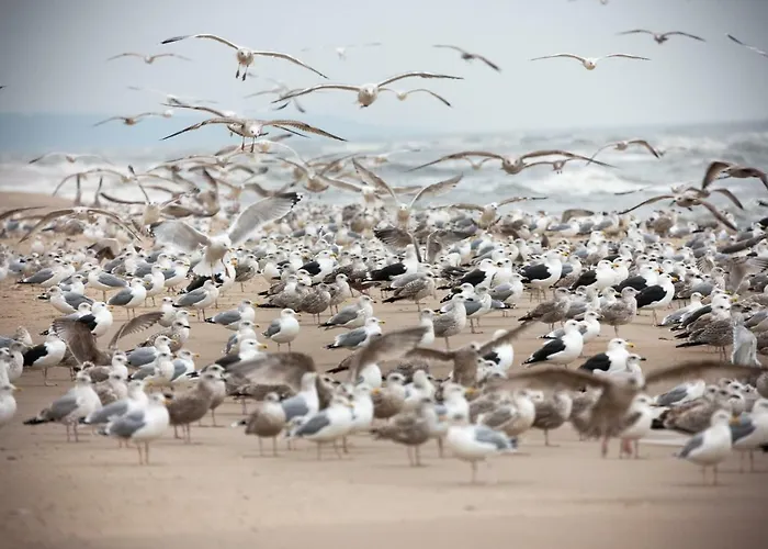 Jantar Drzymaly Apartamento Kołobrzeg