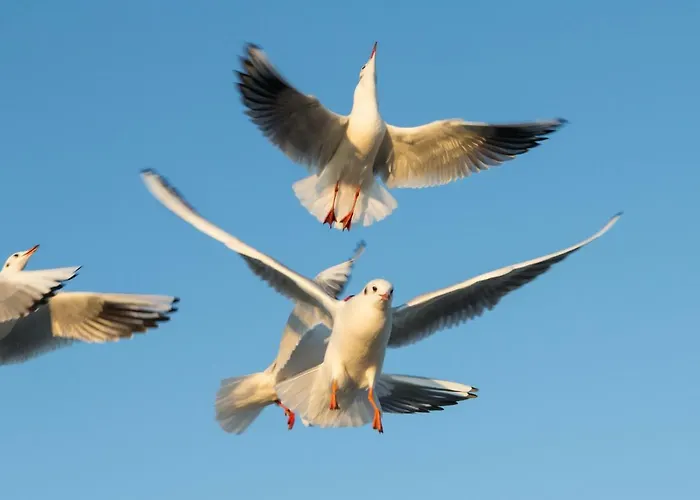 Jantar Drzymaly * Kołobrzeg