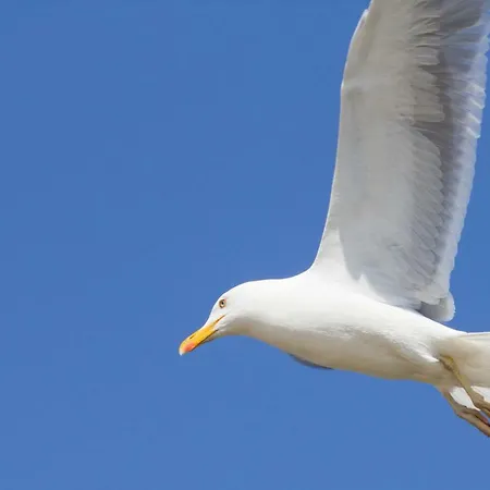 Jantar Drzymaly Appartement *