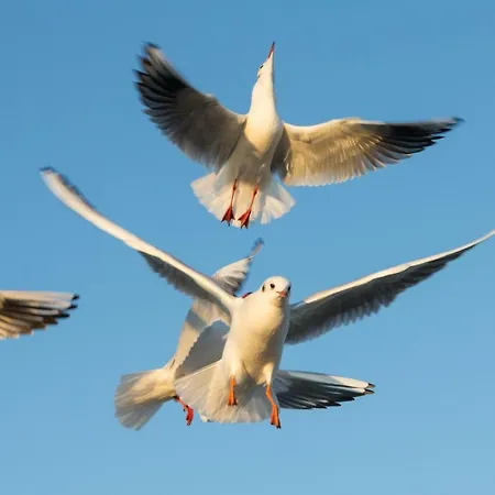 Jantar Drzymaly * Kołobrzeg